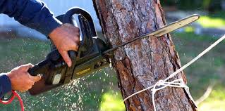 How Our Tree Care Process Works  in  Richgrove, CA