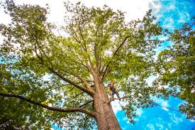 Best Emergency Tree Removal  in Richgrove, CA