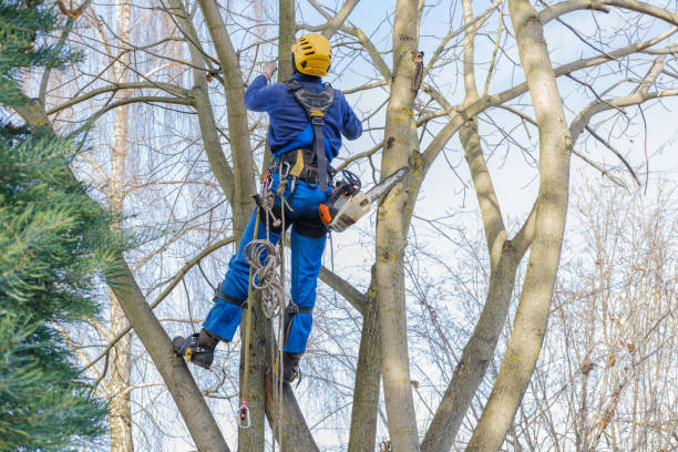 Best Hedge Trimming  in Richgrove, CA