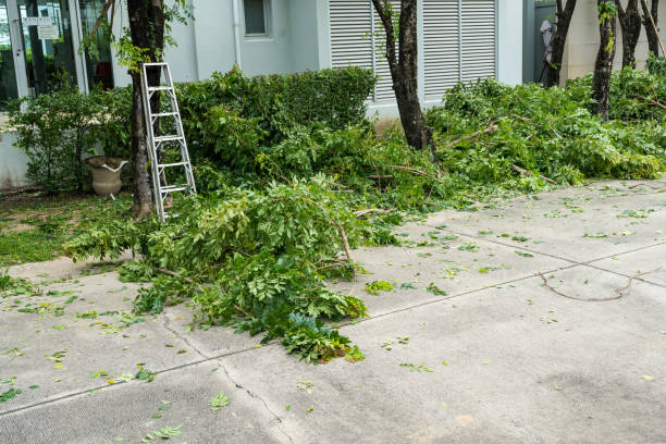 Trusted Richgrove, CA Tree Services Experts