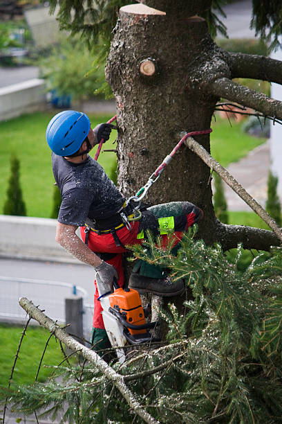 Best Tree Trimming and Pruning  in Richgrove, CA