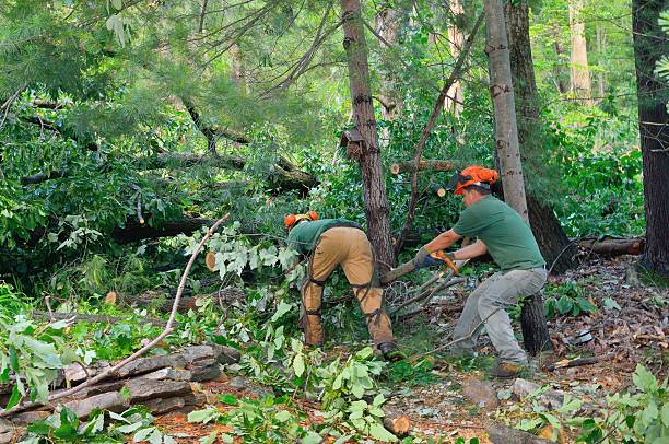 Best Tree and Shrub Care  in Richgrove, CA