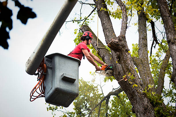 Best Tree Preservation Services  in Richgrove, CA